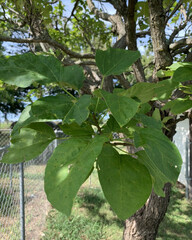 Catalpa speciosa