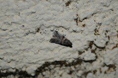 Acrobasis tricolorella