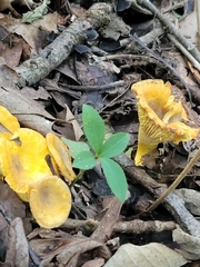 Cantharellus appalachiensis