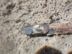 Dicosmoecus