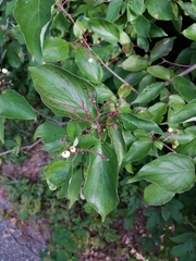 Cornus drummondii