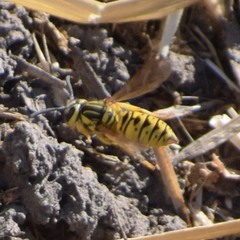 Vespula sulphurea