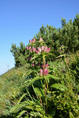 Gentiana pannonica