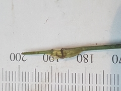 Schoenoplectus subterminalis