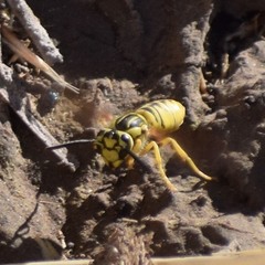 Vespula sulphurea