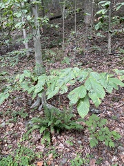 Litylenchus crenatae