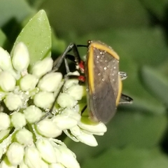Heteroptera