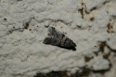 Acrobasis tricolorella