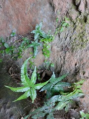 Pteris minor