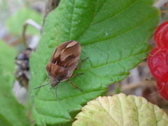 Homaemus aeneifrons