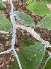 Grylloprociphilus imbricator