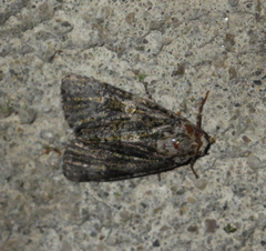 Craniophora ligustri