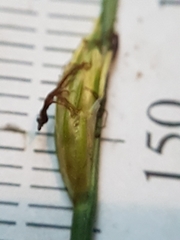 Schoenoplectus subterminalis