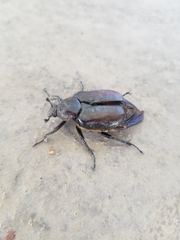 Osmoderma subplanata