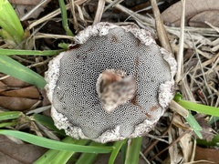 Strobilomyces confusus