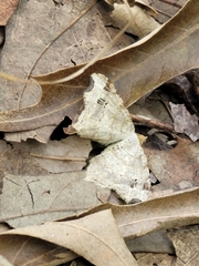Macaria aemulataria