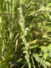 Spiranthes casei casei