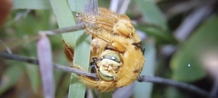 Xylocopa sonorina