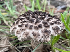 Strobilomyces confusus