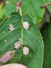 Blaesodiplosis