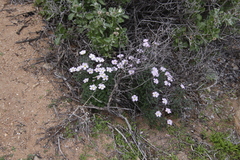 Oxalis comosa