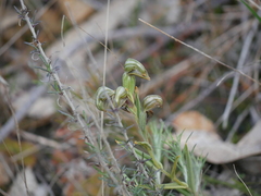 Pterostylis sanguinea