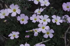 Oxalis comosa