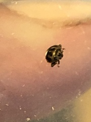 Psyllobora vigintimaculata