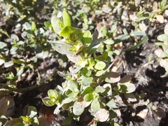 Polygonum achoreum