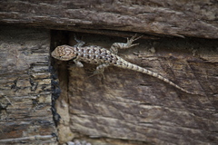 Sceloporus uniformis