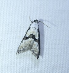 Nigetia formosalis