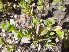 Polygonum achoreum