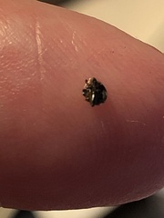 Psyllobora vigintimaculata