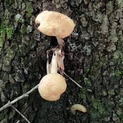 Desarmillaria caespitosa