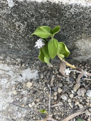 Lantana involucrata