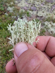 Cladonia