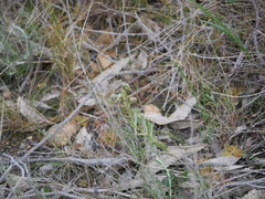 Pterostylis sanguinea