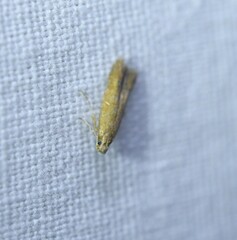 Tischeria quercitella