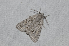 Acronicta aceris