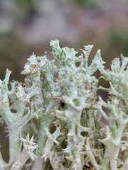 Cladonia