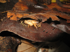 Gryllotalpidae