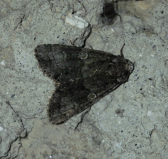 Craniophora ligustri
