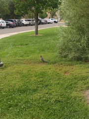 Geococcyx californianus