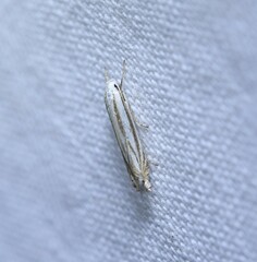 Polyhymno luteostrigella