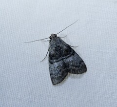 Pococera asperatella