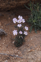 Oxalis comosa