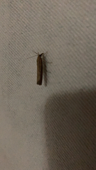 Agriphila tristella