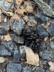 Geotrupes