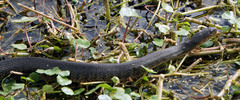Nerodia floridana