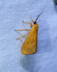 Virbia aurantiaca